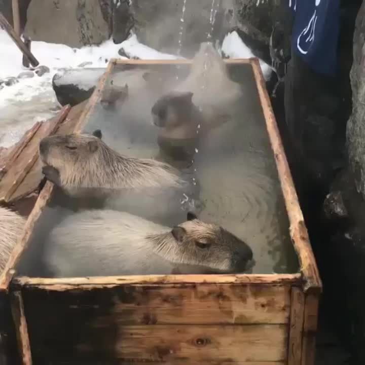 Just+some+capybaras+taking+a+hot+bath.