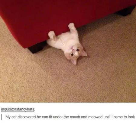 My+Cat+Discovered+He+Can+Fit+Under+The+Couch%26%238230%3B