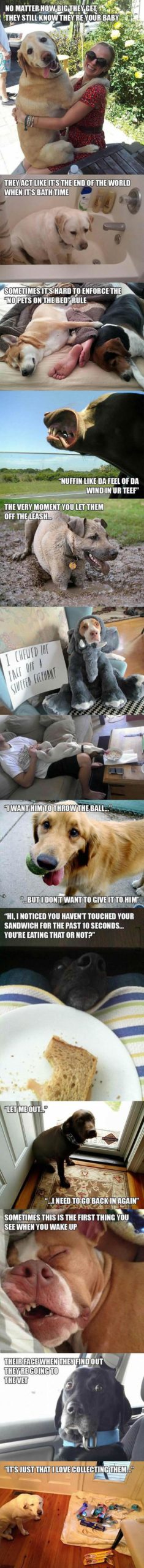 Dog+Logic+At+Its+Best