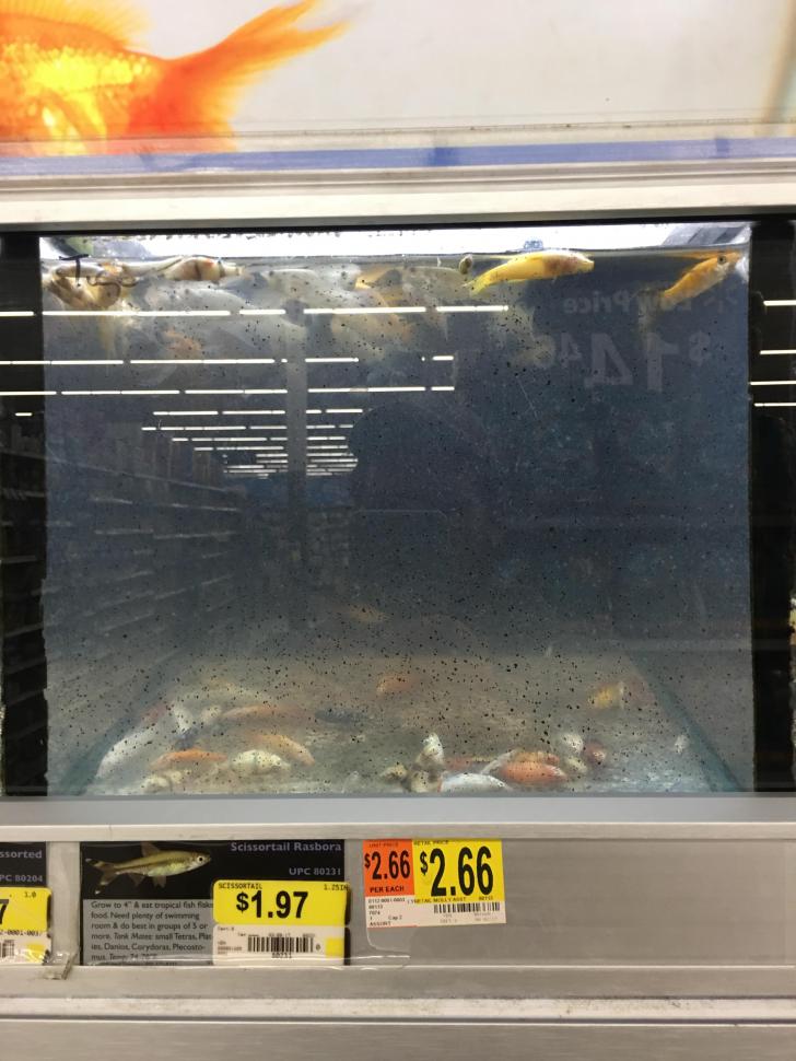 Walmart+should+stop+selling+fish.