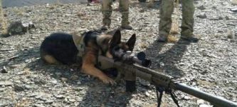 Dog+Goes+To+War