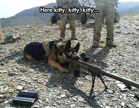 Dog+Goes+To+War