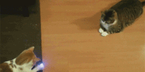 Cat+pong.