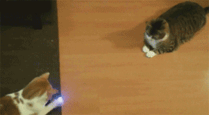 Cat+pong.