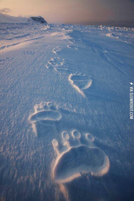 Polar+Bear+Tracks