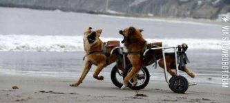 Two+paraplegic+dogs+having+a+good+time+at+the+beach