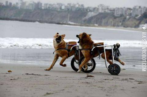 Two+paraplegic+dogs+having+a+good+time+at+the+beach