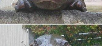 Hippo+boye