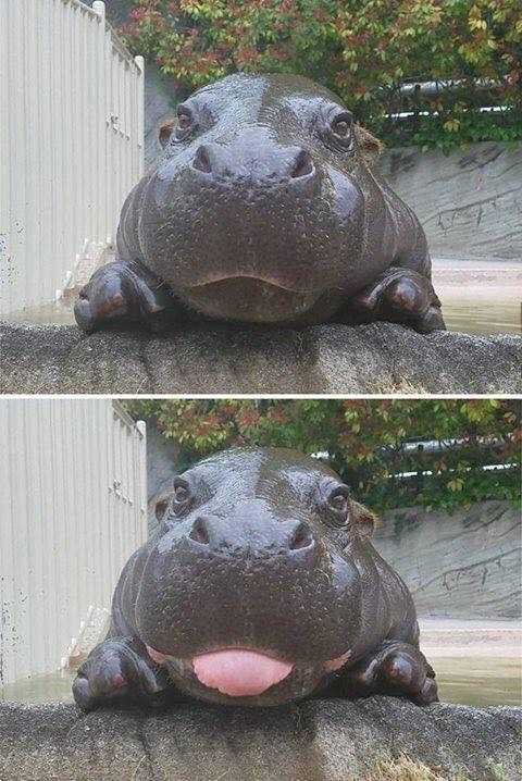 Hippo+boye