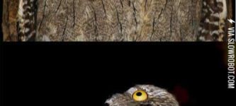 The+potoo+bird