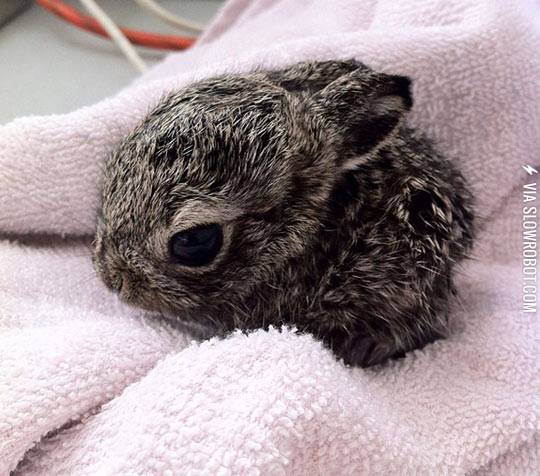 The+tiniest+bunny.