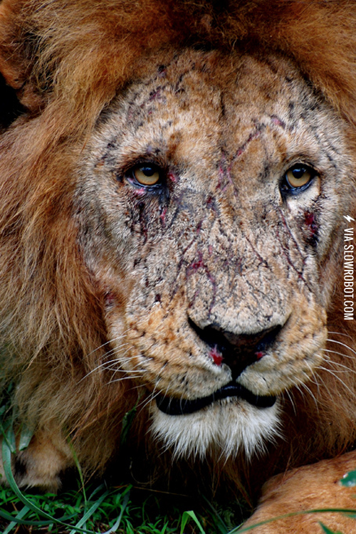 The+face+of+a+true+King