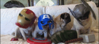 Pug-vengers