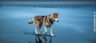 Husky+walks+across+a+frozen+lake+after+rain.