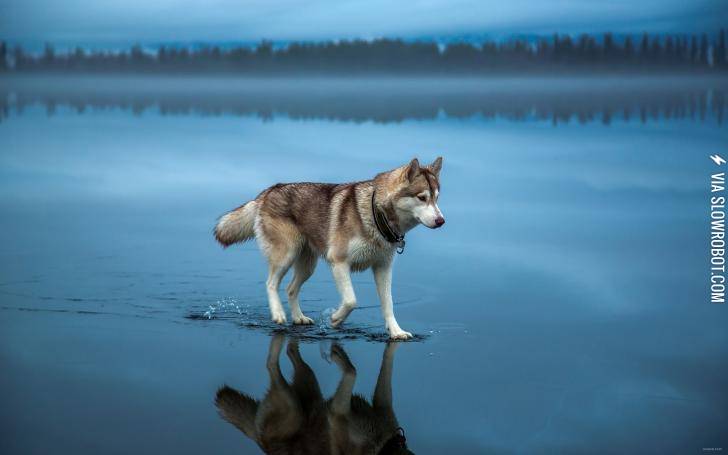 Husky+walks+across+a+frozen+lake+after+rain.