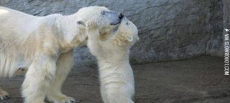 Polar+Bear+kissing+mom