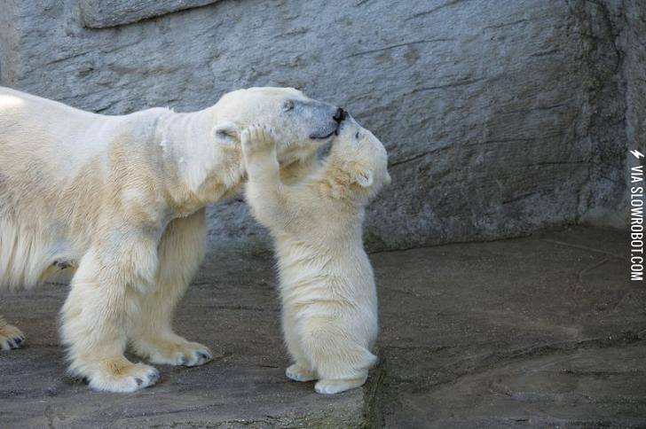 Polar+Bear+kissing+mom