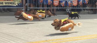 Sprinting+dachshunds+dressed+as+hot+dogs