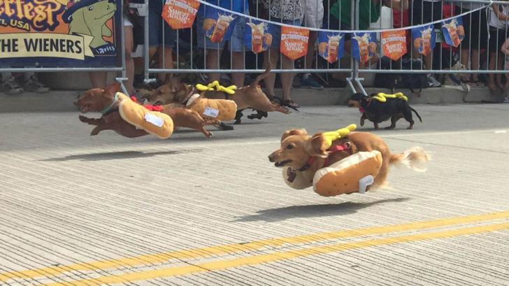 Sprinting+dachshunds+dressed+as+hot+dogs