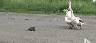 Geese+help+hedgehog+cross+street+safely.