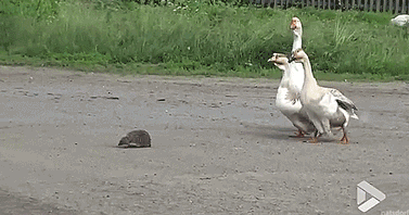 Geese+help+hedgehog+cross+street+safely.