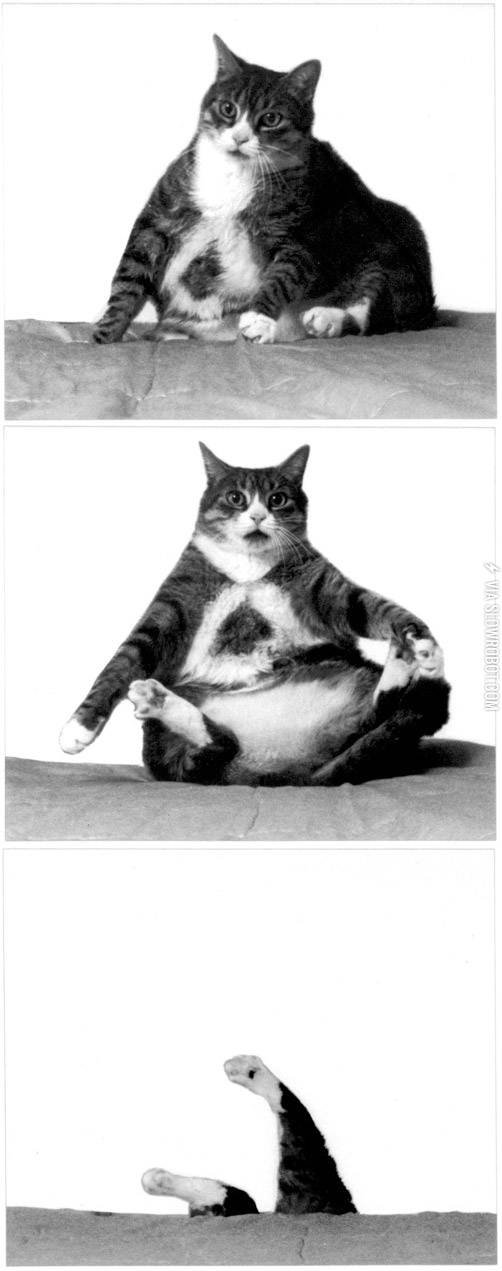 When+I+get+too+rotund+I+roll+everywhere%26%238230%3B