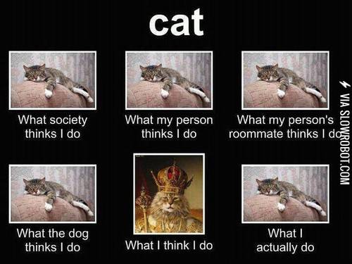 Life+of+a+cat.