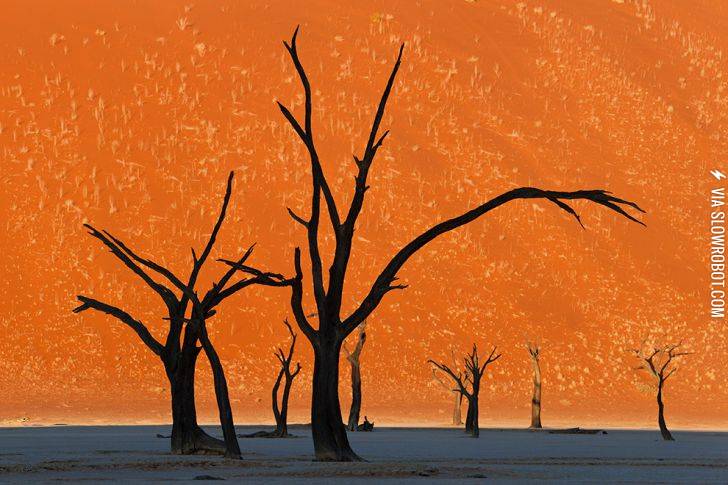 Camel+Thorn+Trees%2C+Namibia