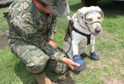 Meet+Frida+the+white+lab.+She+rescued+12+people+under+ruins+of+last+week%26%238217%3Bs+earthquake+in+Mexico.
