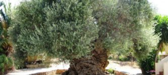 2%2C000+year+old+Olive+tree+in+Greece