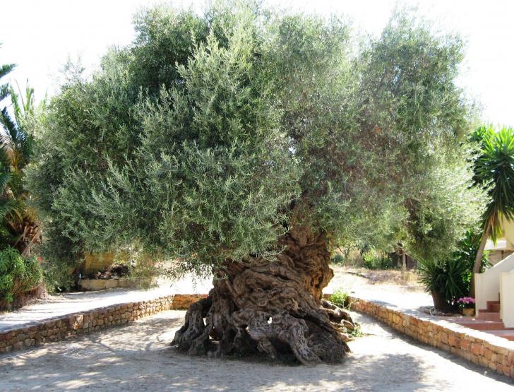 2%2C000+year+old+Olive+tree+in+Greece