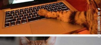 Cats+using+computers
