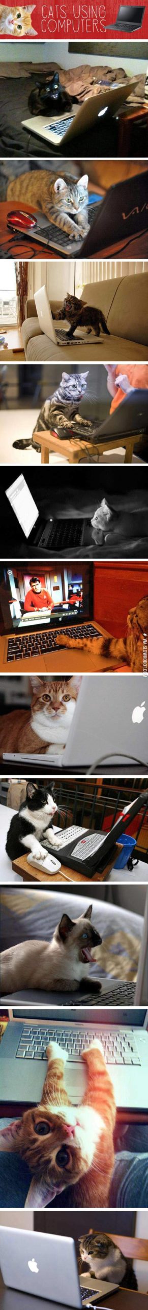 Cats+using+computers