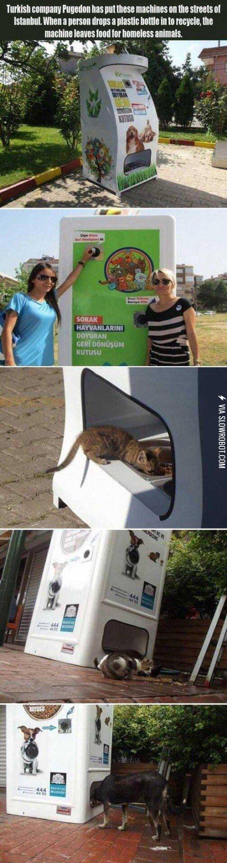 Feeding+homeless+animals.