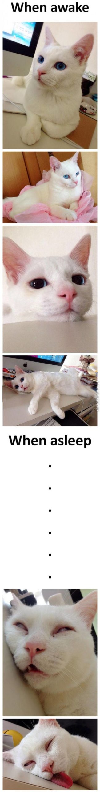 My+cat+when+it%26%238217%3Bs+awake+vs.+when+it%26%238217%3Bs+asleep.