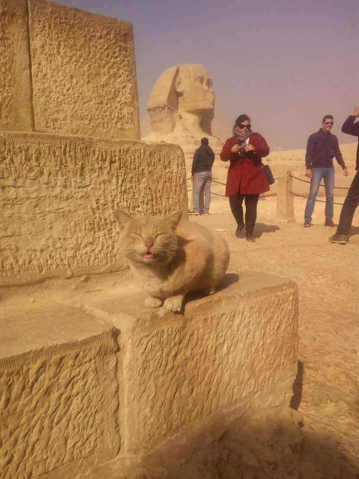 I+am+the+Sphinx+meow.