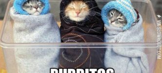 Purritos