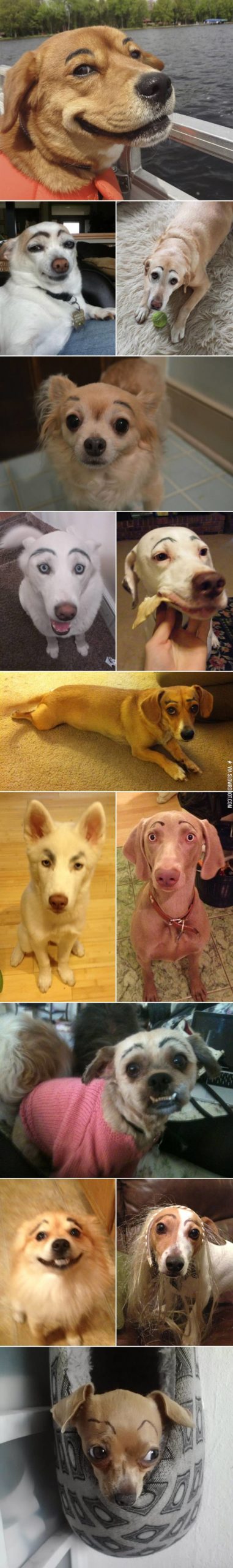 Dogs+with+eyebrows.