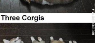 Just+Counting+With+Corgis