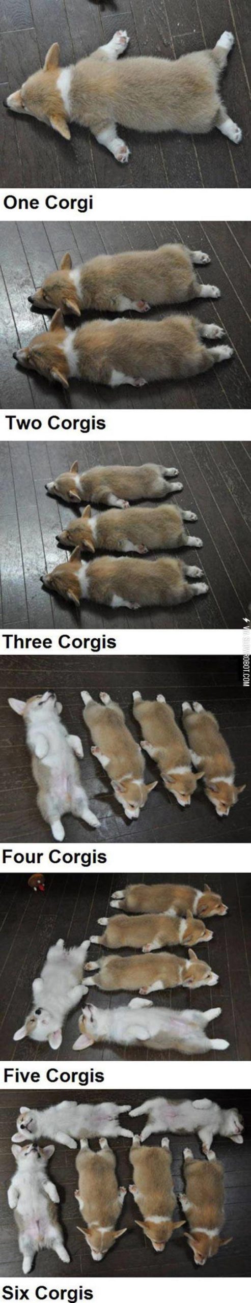 Just+Counting+With+Corgis