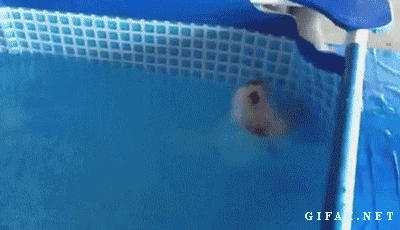 Puppy+swims+on+his+back.