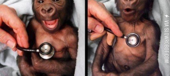 Newborn+gorilla+reacts+to+cold+stethoscope.