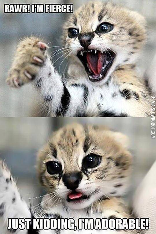 Look+At+Me+I%26%238217%3Bm+Fierce