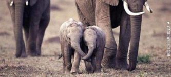 Baby+elephants+holding+trunks.