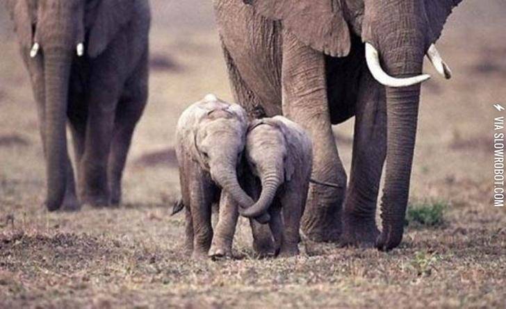 Baby+elephants+holding+trunks.
