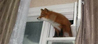 Firefox+found+a+hole+in+Windows.