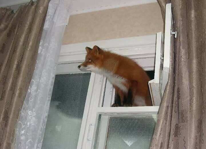 Firefox+found+a+hole+in+Windows.