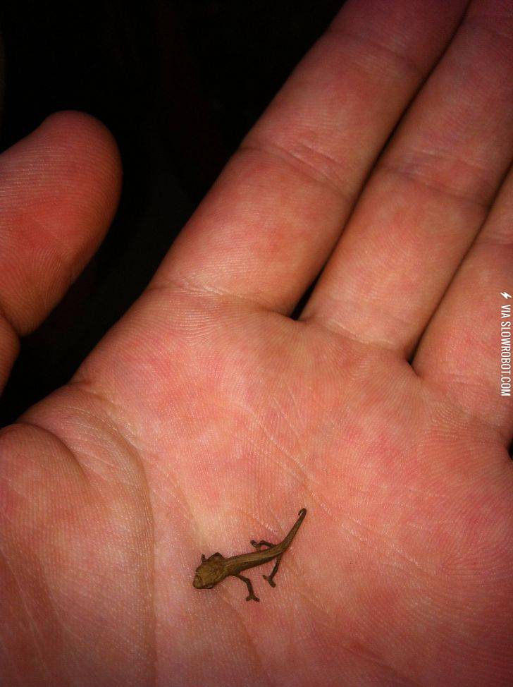 The+Brookesia+minima.+The+smallest+reptile+in+the+world%21