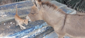 A+Kitten+meets+a+Donkey+for+the+first+time