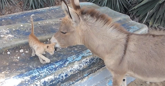 A+Kitten+meets+a+Donkey+for+the+first+time